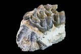 Fossil Horse (Mesohippus) Jaw Section - South Dakota #157450-1